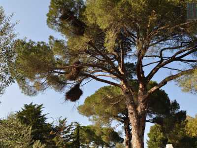 Il suo giardino � disseminato di enormi pini...